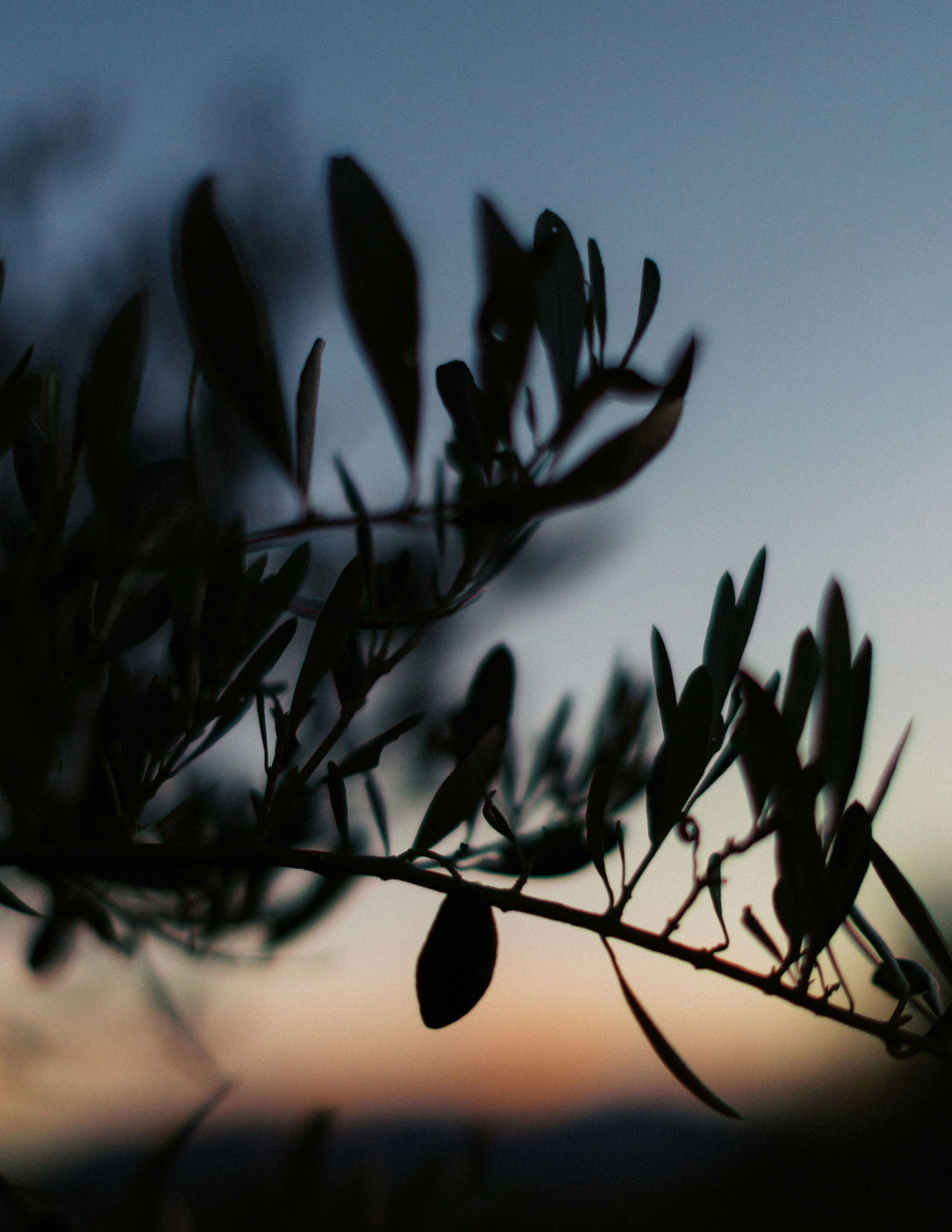 Restaurant &Ograve;liba